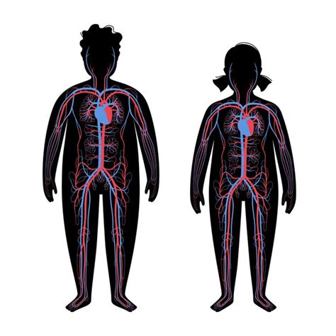 Page 26 Full Body Anatomy Images Free Download On Freepik