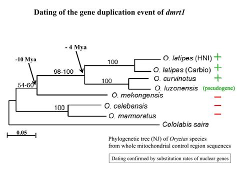 PPT Evolution Of Sex Determination And Sex Chromosomes What Can We Learn From Fish
