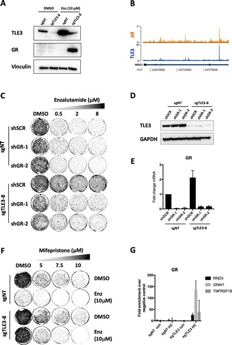 Figures And Data In Tle Loss Confers Ar Inhibitor Resistance By