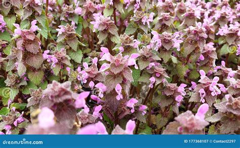 Spring Forest Flowers Romania Ploiesti Stock Image Image Of Spring