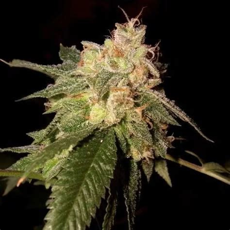 Cannabis Seeds Old School Kush Villabafo Seedgang Villabafo
