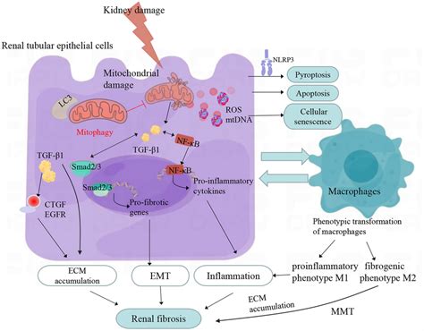 Regulation Of Mitophagy In Renal Interstitial Fibrosis Mitophagy Download Scientific Diagram