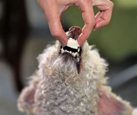 dogs eat cheese  cheese good  bad  dogs choosing   cheese  dogs