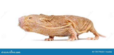 Side View Of A Naked Mole Rat Hairless Rat Isolated On Wihte Stock Image Image Of Isolated