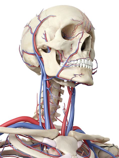 vascular system photograph  sciepro pixels