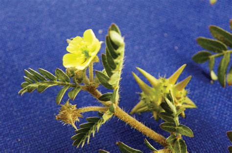 Control Of Weeds In Maize And Wheat Part 4 Devils Thorn