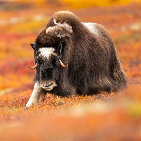 Baby Musk Ox In The Tundra