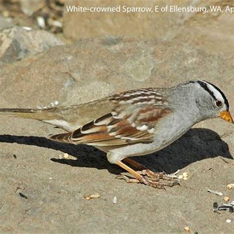 What Do Fox Sparrows Eat Diy Seattle