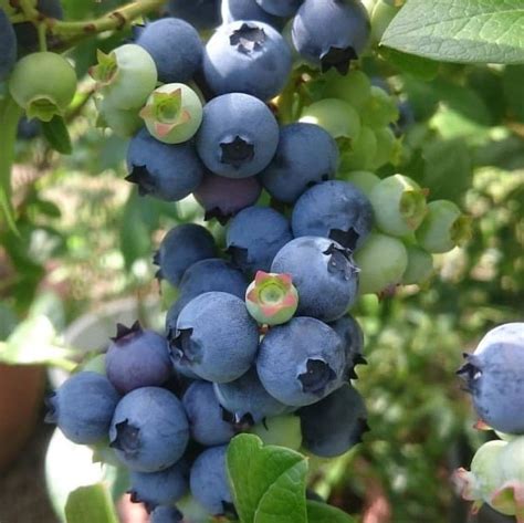 Голубика сорта свитхарт