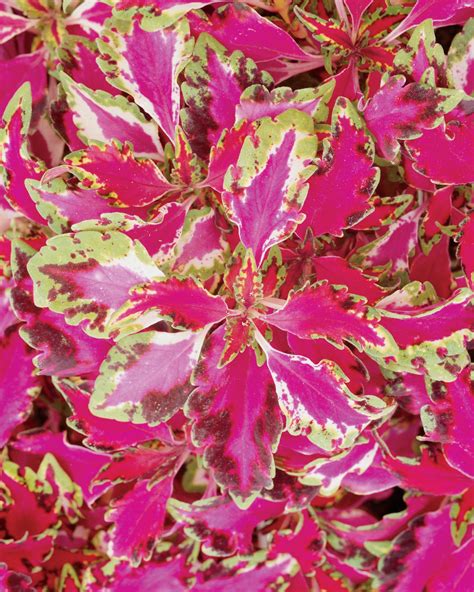Pink Chaos Coleus Solenostemon Scutellarioides Proven Winners
