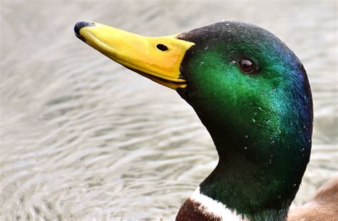 Duck Mallard Drake Free Photo On Pixabay Pixabay