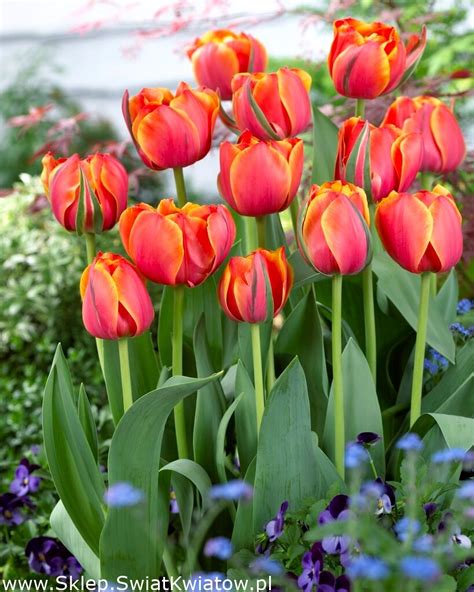 Tulipan Queensday Du A Paczka Szt Sklep Wiat Kwiat W