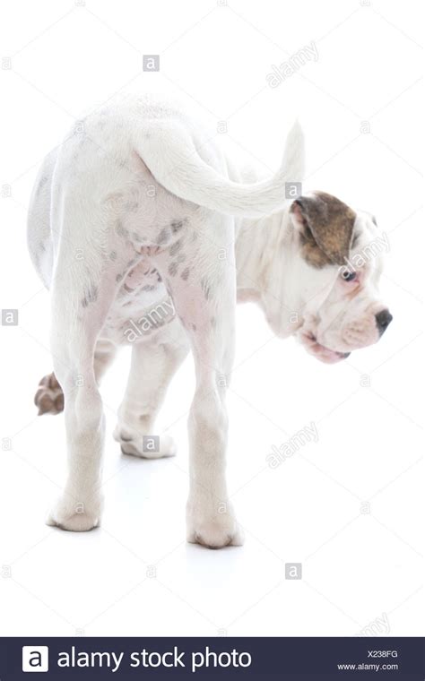 tail wagging stock  tail wagging stock images alamy