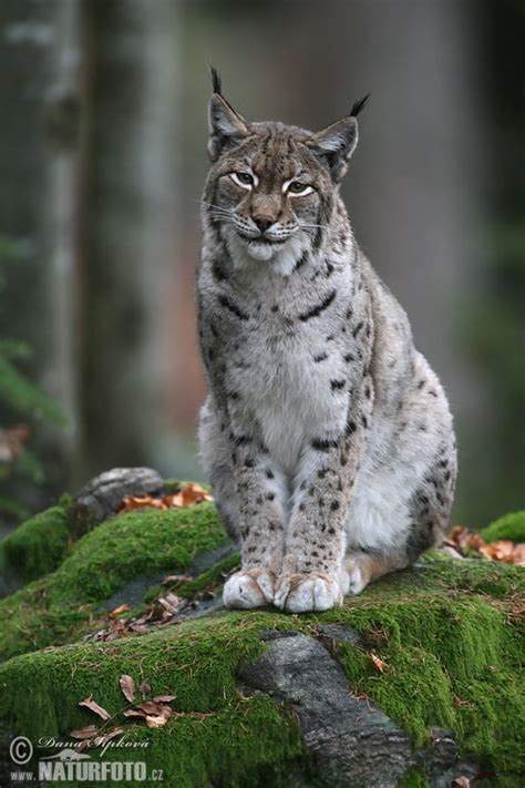 Lynx Photos, Lynx Images, Nature Wildlife Pictures | NaturePhoto