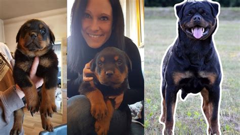 Rottweiler Growing Up 8 Weeks To 1 Year 1080p Youtube