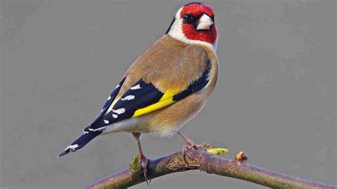 What do goldfinches eat?