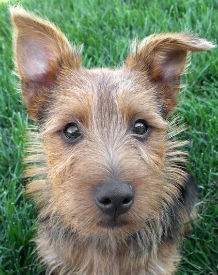 17 Best Images About Dogs Australian Terrier On Pinterest Facial