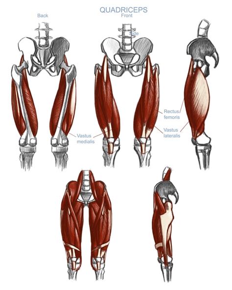 quadriceps rlearnart