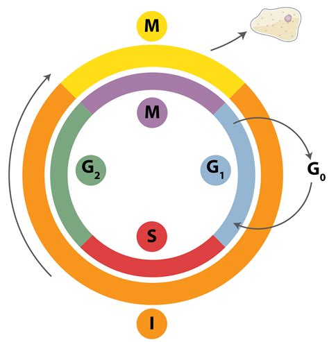 Estructura De La Cromatina Y Fases Del Ciclo Celular Flowchart