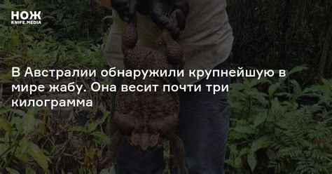 В Австралии обнаружили крупнейшую в мире жабу. Она весит почти три ...
