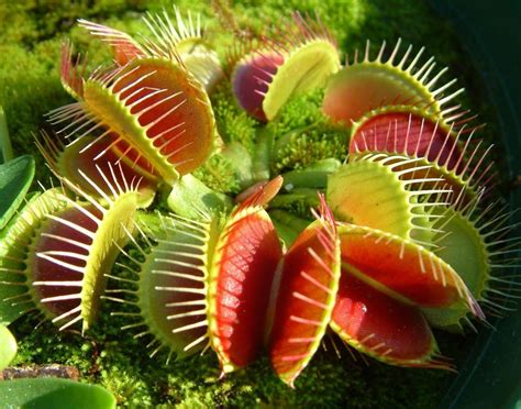 Венерина мухоловка - фото и картинки: 67 штук