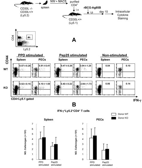 figure     role  cdlcd signaling    cell