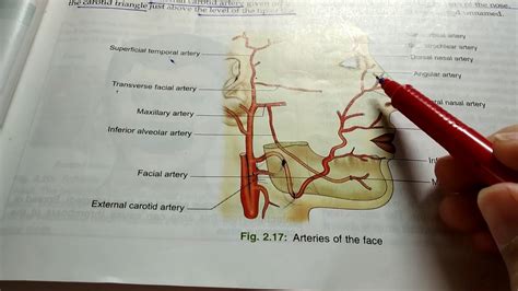 Facial artery and transverse facial artery part-1 - YouTube