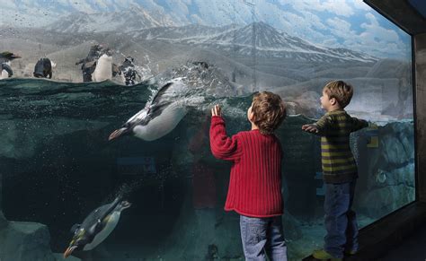 Tennessee Aquarium Exhibits — franklin|architects