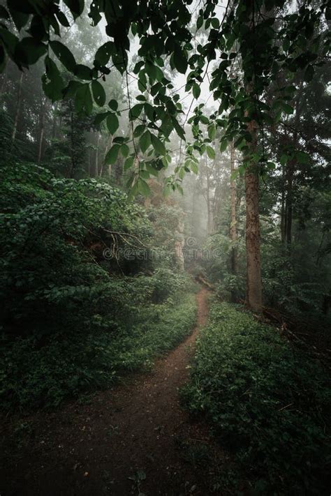 Neblina E Neblina Em Uma Misteriosa Floresta Escura Raios Luminosos