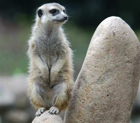 ADW: Suricata suricatta: PICTURES