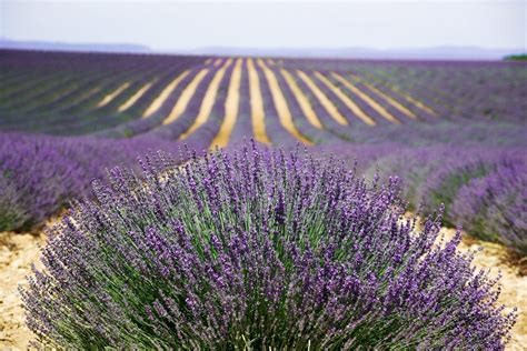 Lavender Fields In Bloom Provence French Riviera Rove Me