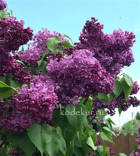 Сирень - Коллекция Декоративных Культур