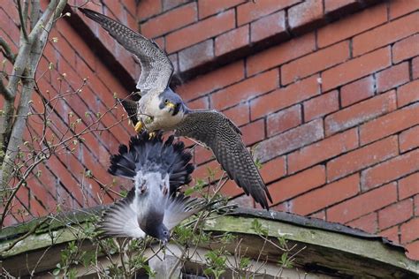 Peregrine Falcon Male Chasing A Pigeon Peregrine Falcon Ma Flickr