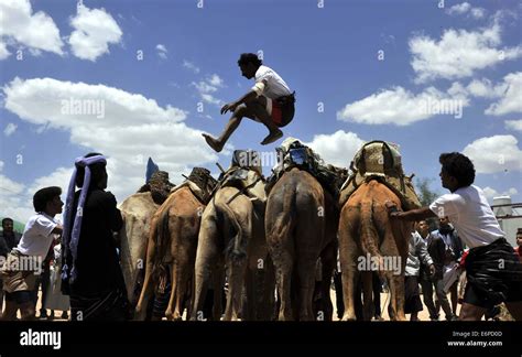 Sanaa, Yemen. 28th Aug, 2014. A Yemeni man jumps over camels during the