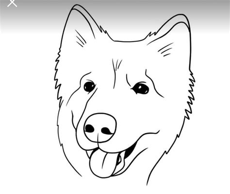 Idea Tatuaje Samoyedo Tattoo Samoyed Samoyed Humanoid Sketch Sketches