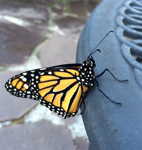 A Perfect Day Maryland Monarch Conservation
