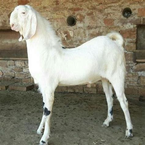 Long Flat And Dropping Ears Sojat Goat Along With Short Tail White In