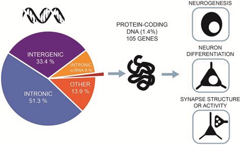 frontiers genes cells  brain areas  intelligence