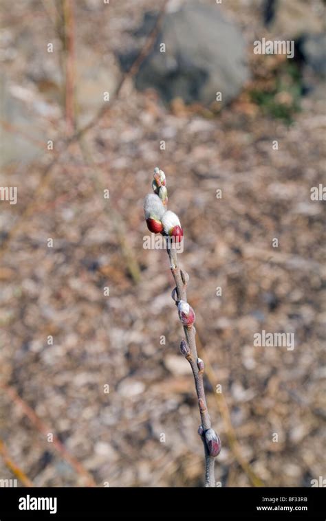 Pussy Willow Catkin On Branch Stock Photo Alamy