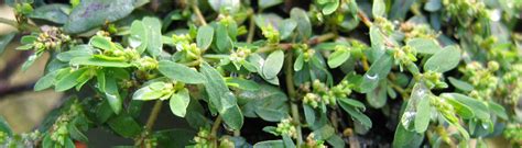 Weed Of The Month Spotted Spurge Extra Mile Pest Control And Lawn