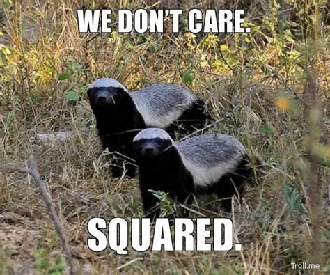 Honey Badger Meme