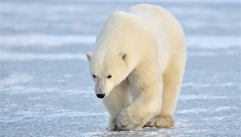 Plants And Animals Of The Canadian Wilderness Sciencing