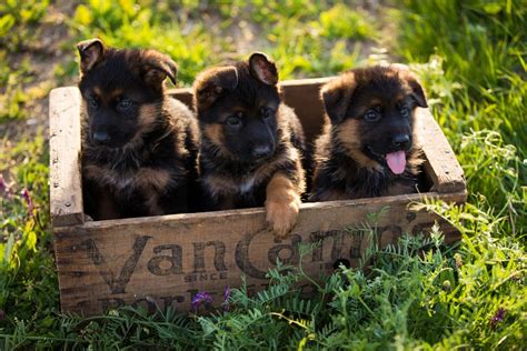 german shepherd puppies caring   german shepherd happy dog