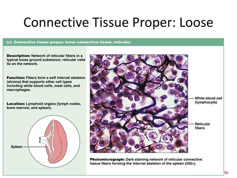 Ppt Exocrine Glands Powerpoint Presentation Free Download Id5341386