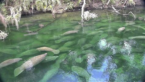 Up close with Florida manatees at Blue Spring State Park, a nature-made ...