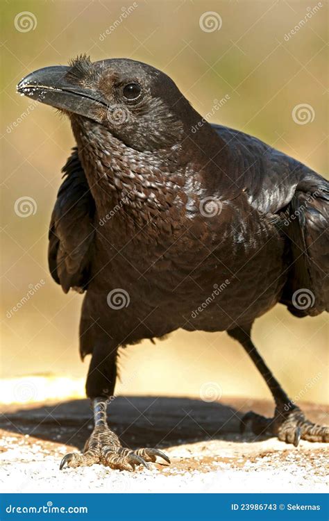 Fan Tailed Raven Stock Image Image Of Wildlife Tailed 23986743