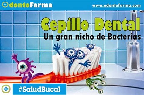 Cepillo Dental Un Gran Nicho De Bacterias Odontofarma