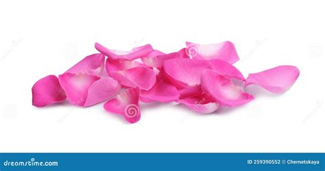 Many Pink Rose Petals On White Background Stock Photo Image Of