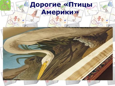 Джон Джеймс Одюбон "Птахи Америки" | PPT