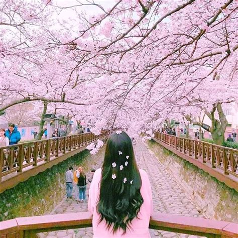 Koreas Cherry Blossom Season Aclipse